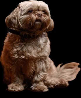 Bibi de hond portretfoto